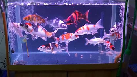 錦鯉魚缸|新手入門